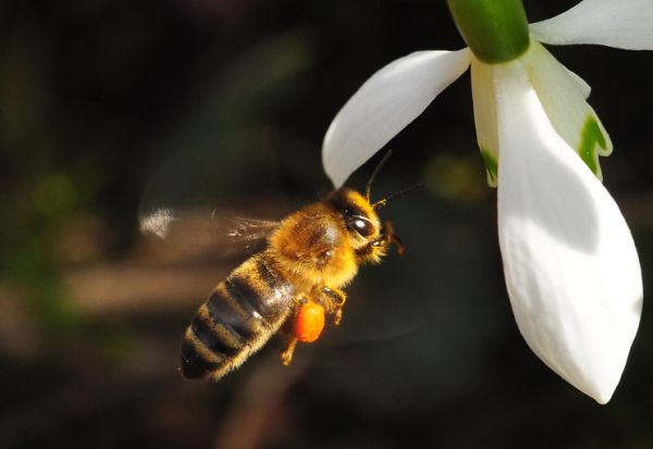 Biene im März