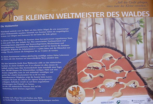 Wald entdecken in der Ammersee-Region: der Wald-Lehrpfad bei Diessen am Ammersee - Burgwald