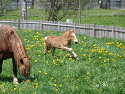 Foto: Pferde in Steinebach am Wörthsee