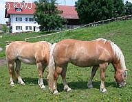 Pferde in der Ammersee-Region