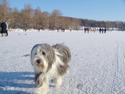 Winterurlaub mit Hund in Bayern am Ammersee