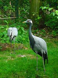 Kraniche im Vogelpark Olching